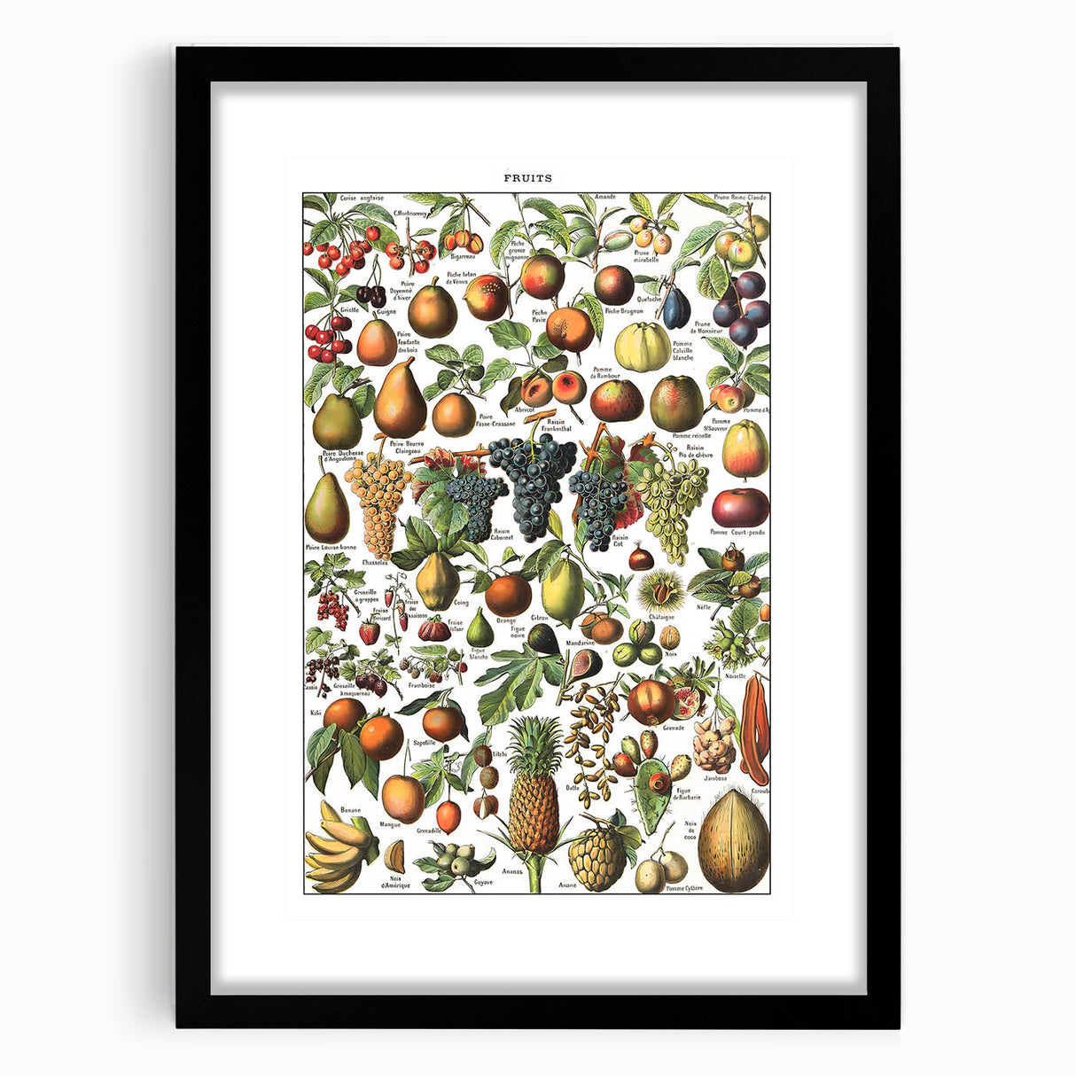Vintage Botanical Art Prints – Fruits Collection Illustration