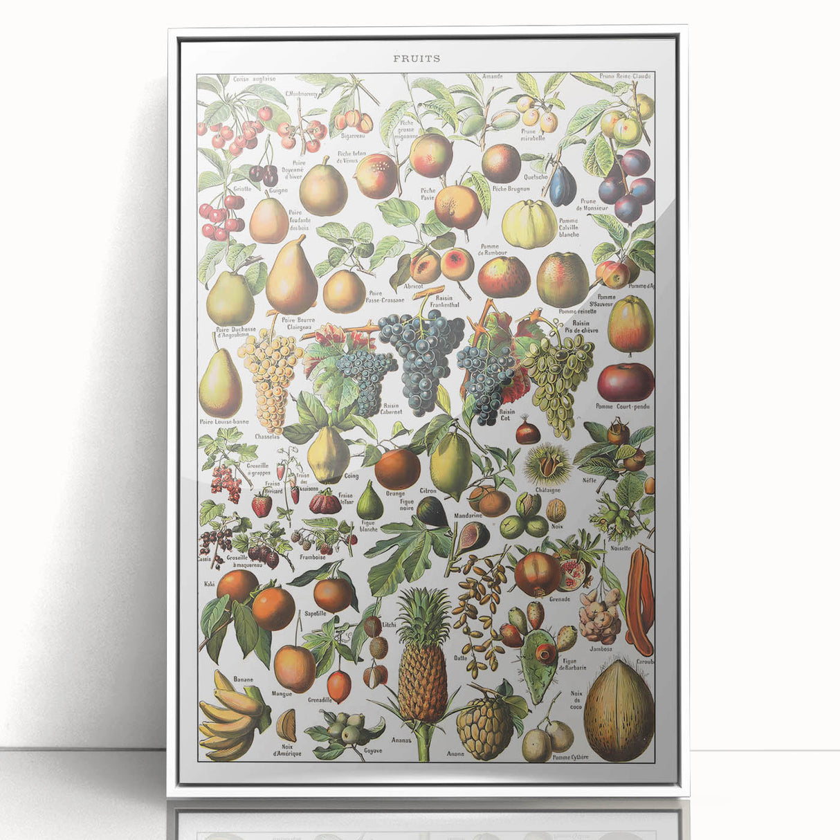 Vintage Botanical Art Prints – Fruits Collection Illustration