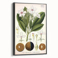 Vintage Botanical Art Prints – Gerbera Plant Illustration