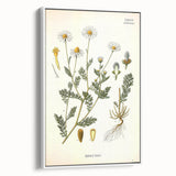 Vintage Botanical Illustration of Chamomile – Botanical Art Prints