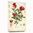 Vintage Botanical Illustration of Pomegranate – Botanical Art Prints