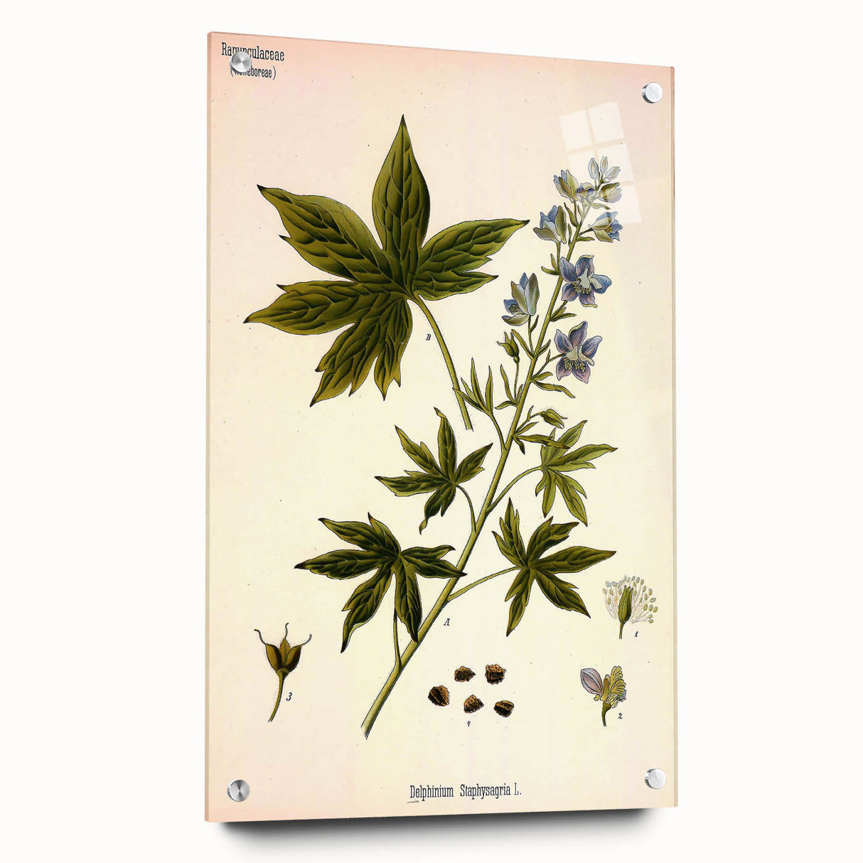 Vintage Botanical Illustration Art – Delphinium Staphysagria Wall Art