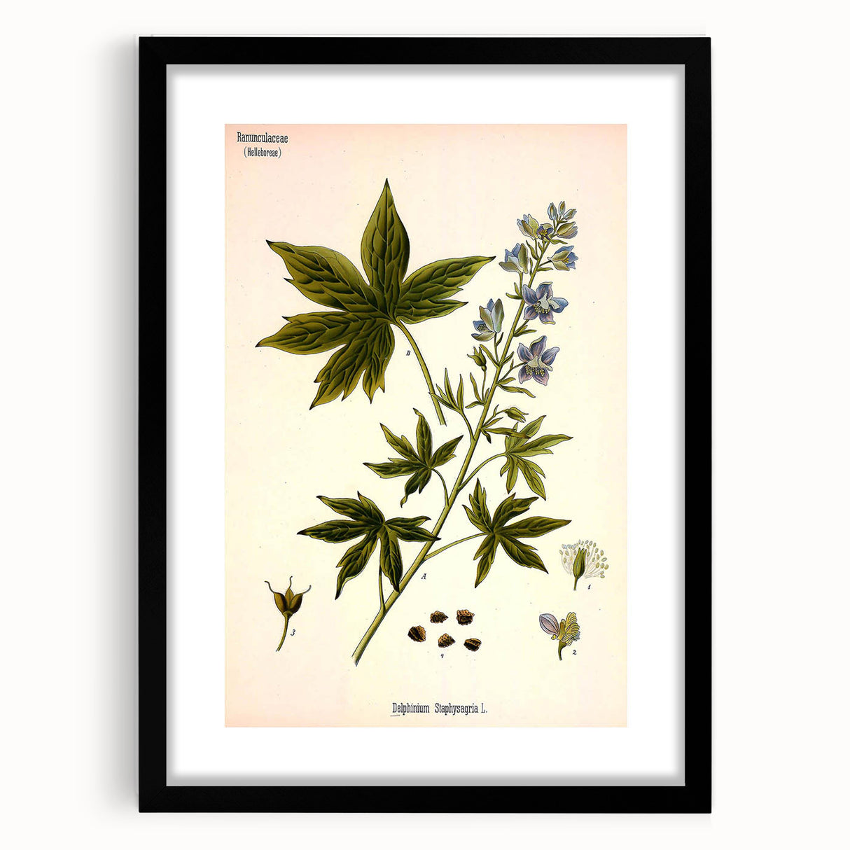 Vintage Botanical Illustration Art – Delphinium Staphysagria Wall Art