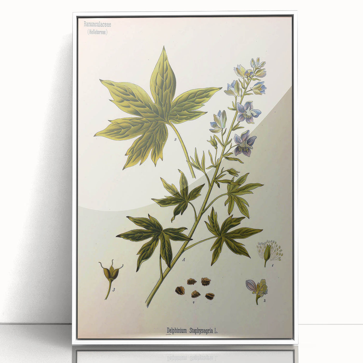 Vintage Botanical Illustration Art – Delphinium Staphysagria Wall Art