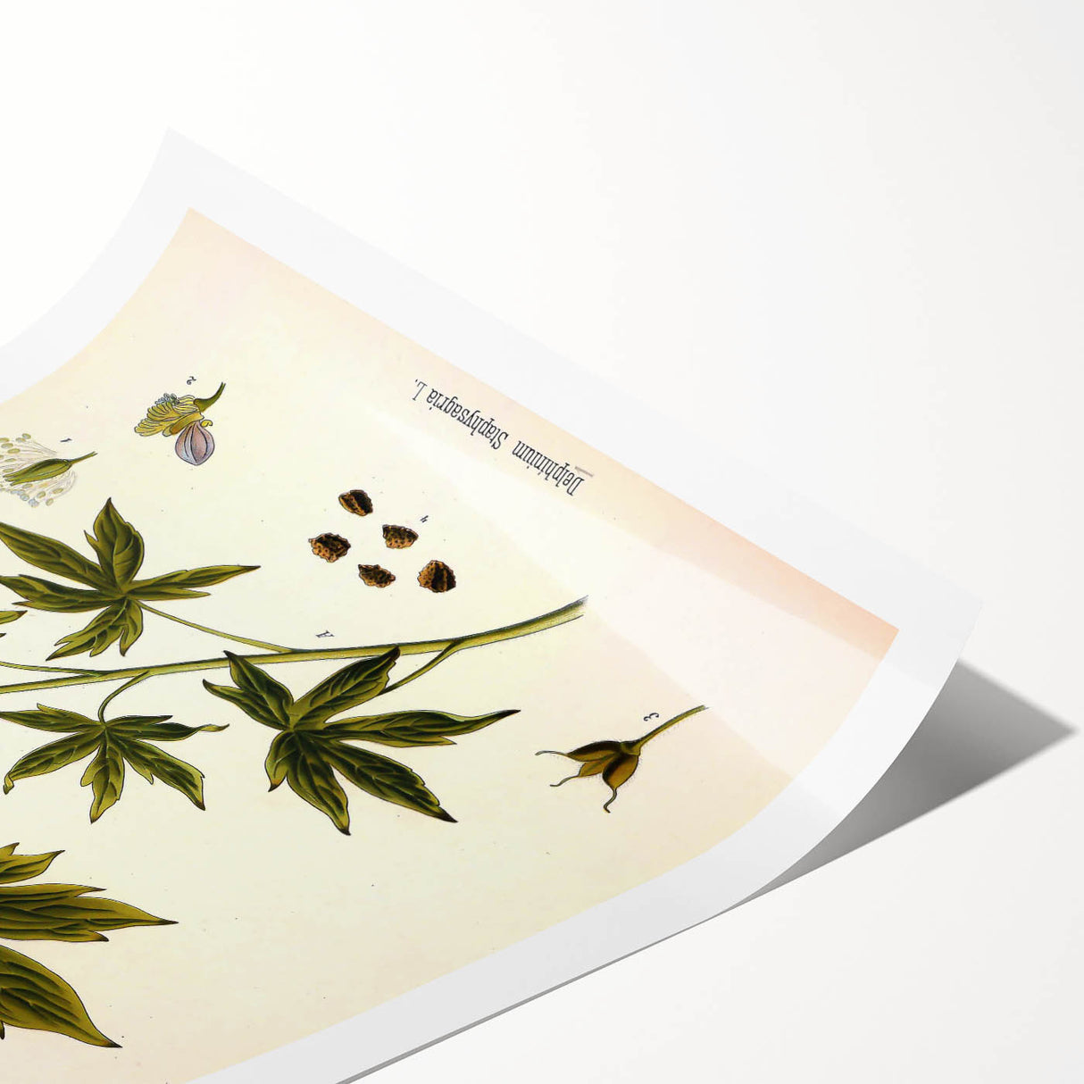 Vintage Botanical Illustration Art – Delphinium Staphysagria Wall Art