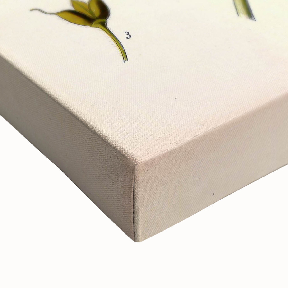 Vintage Botanical Illustration Art – Delphinium Staphysagria Wall Art