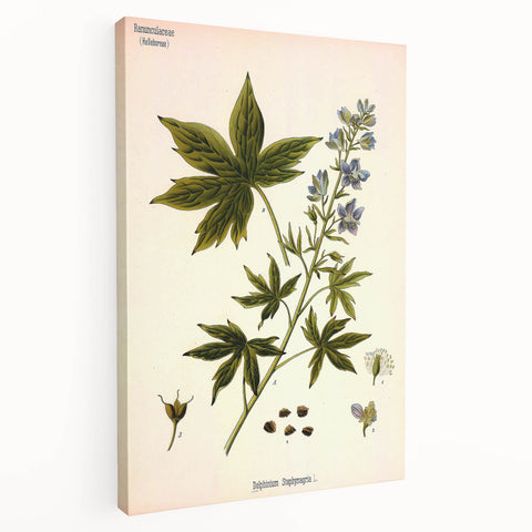 Vintage Botanical Illustration Art – Delphinium Staphysagria Wall Art