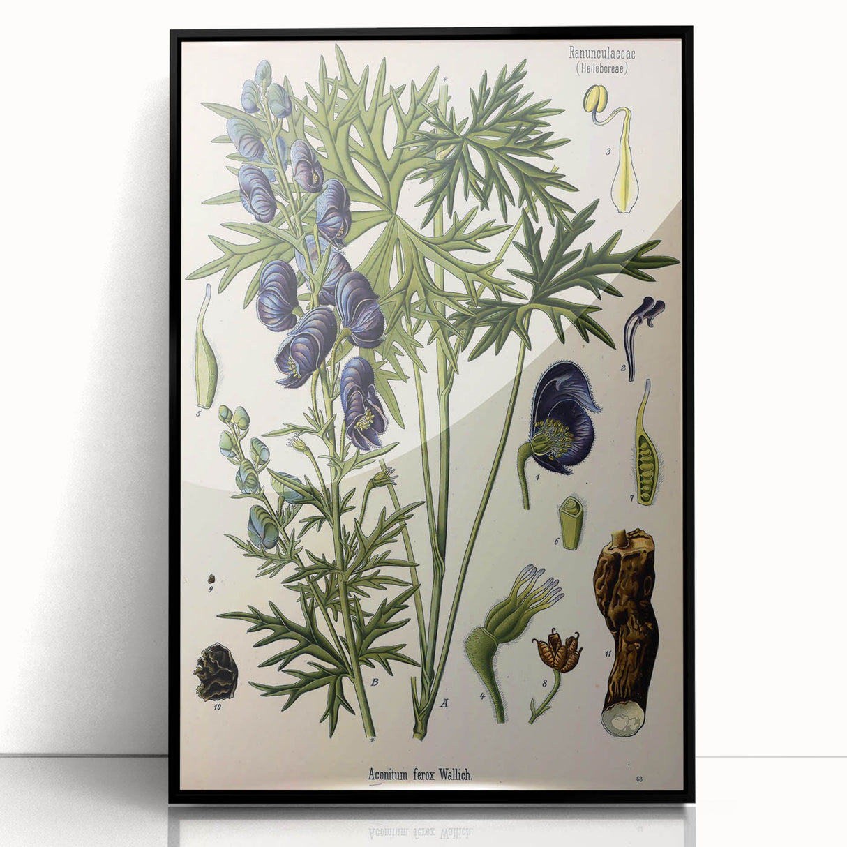 Vintage Botanical Illustration Art – Aconitum ferox Wallich Wall Art