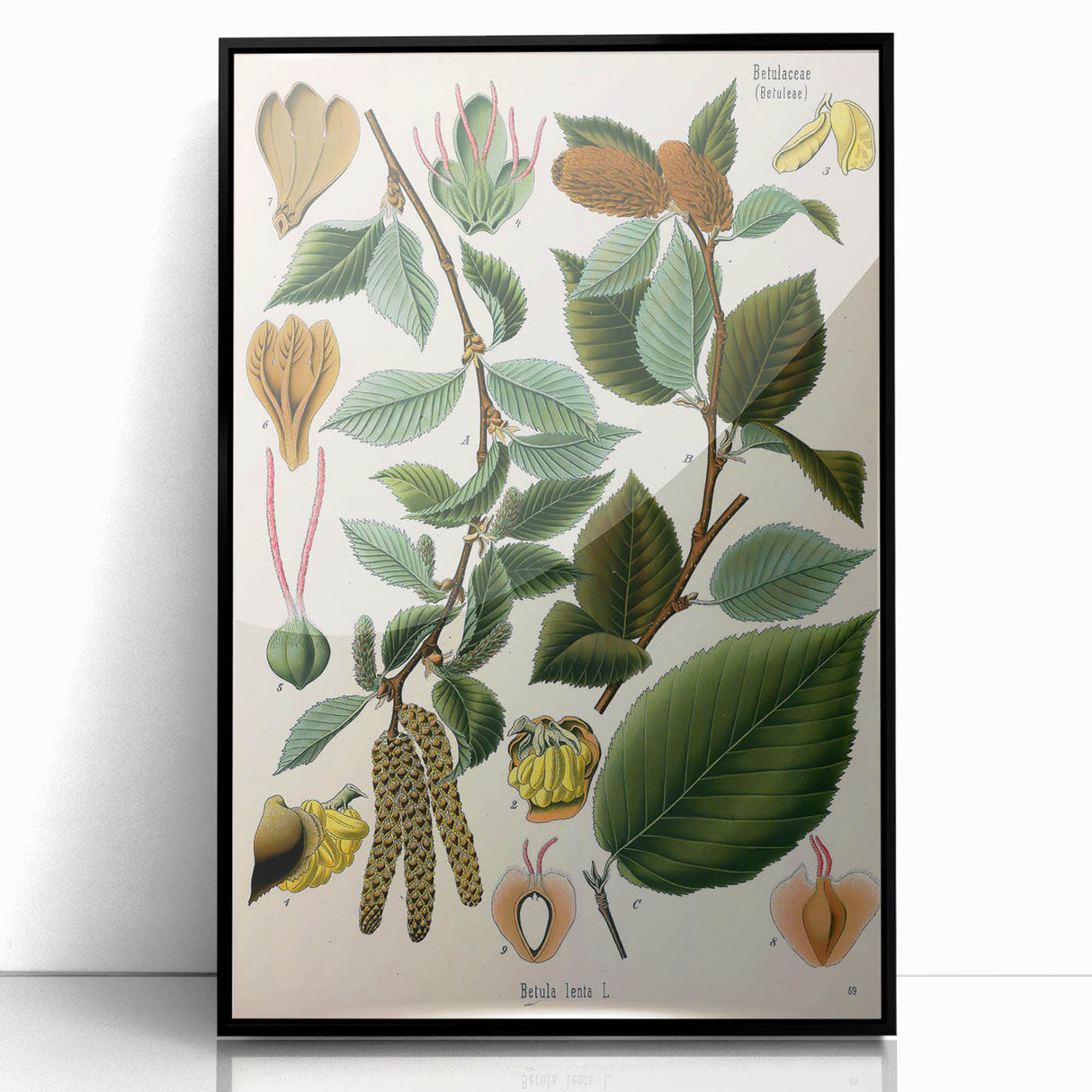 Vintage Botanical Illustration Art – Betula lenta Wall Art