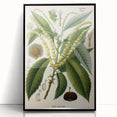 Vintage Botanical Illustration Art – Castanea vesca Wall Art