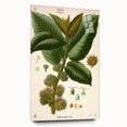 Vintage Botanical Illustration Art – Castilloa elastica Wall Art