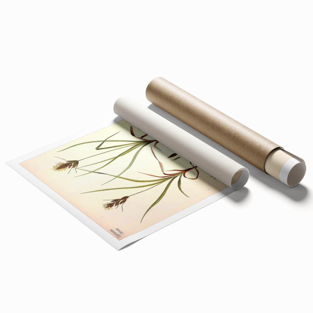 Vintage Botanical Illustration Art – Carex arenaria Wall Art