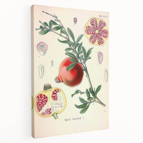 Vintage Botanical Illustration of Pomegranate Fruit – Botanical Art