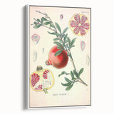 Vintage Botanical Illustration of Pomegranate Fruit – Botanical Art