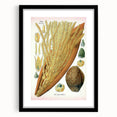 Vintage Botanical Illustration Art – Cocos nucifera Wall Art