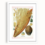 Vintage Botanical Illustration Art – Cocos nucifera Wall Art