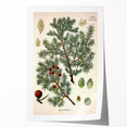 Vintage Botanical Illustration Art – Juniperus oxycedrus Wall Art