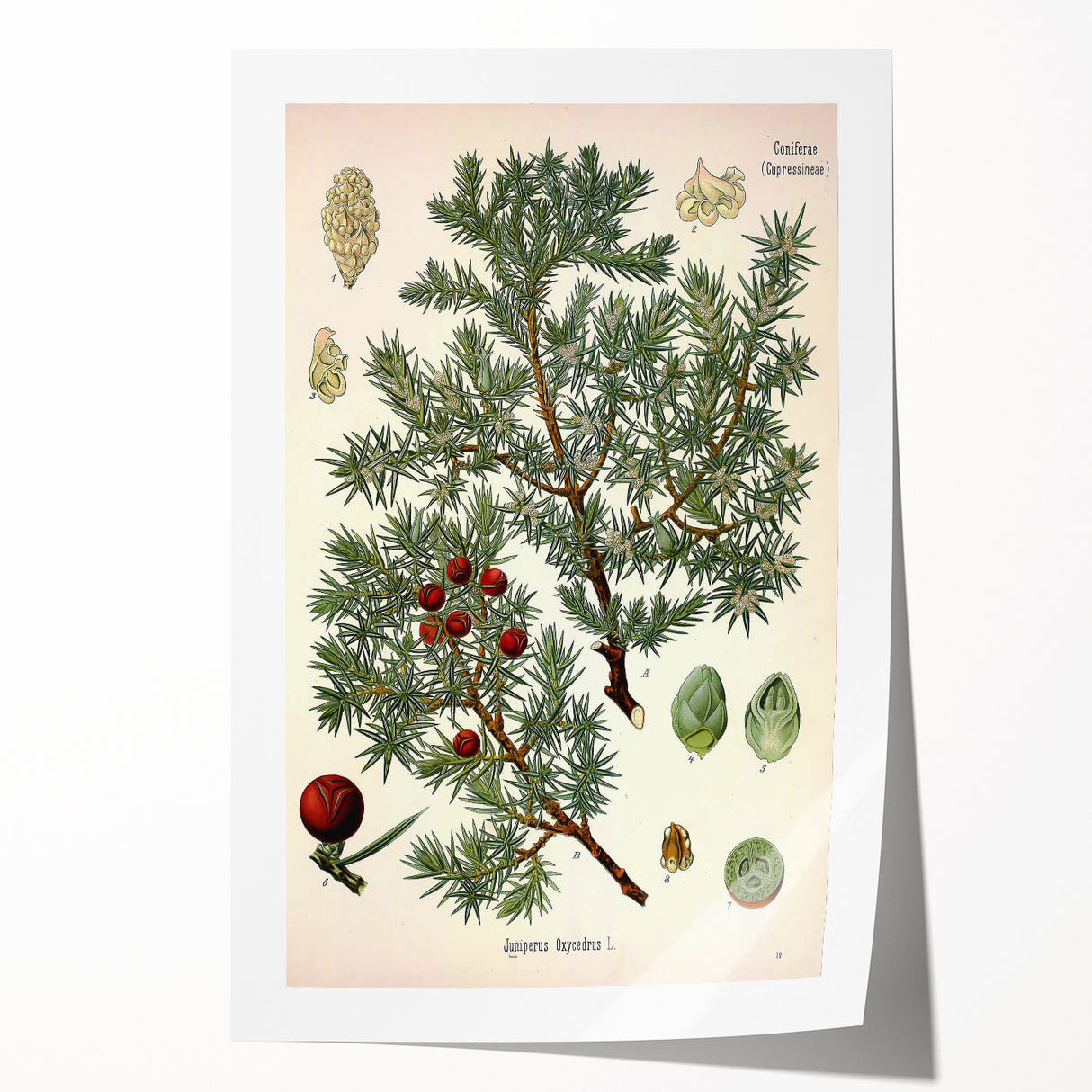 Vintage Botanical Illustration Art – Juniperus oxycedrus Wall Art