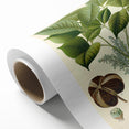 Vintage Botanical Illustration Art – Hevea brasiliensis Rubber Tree Wall Art