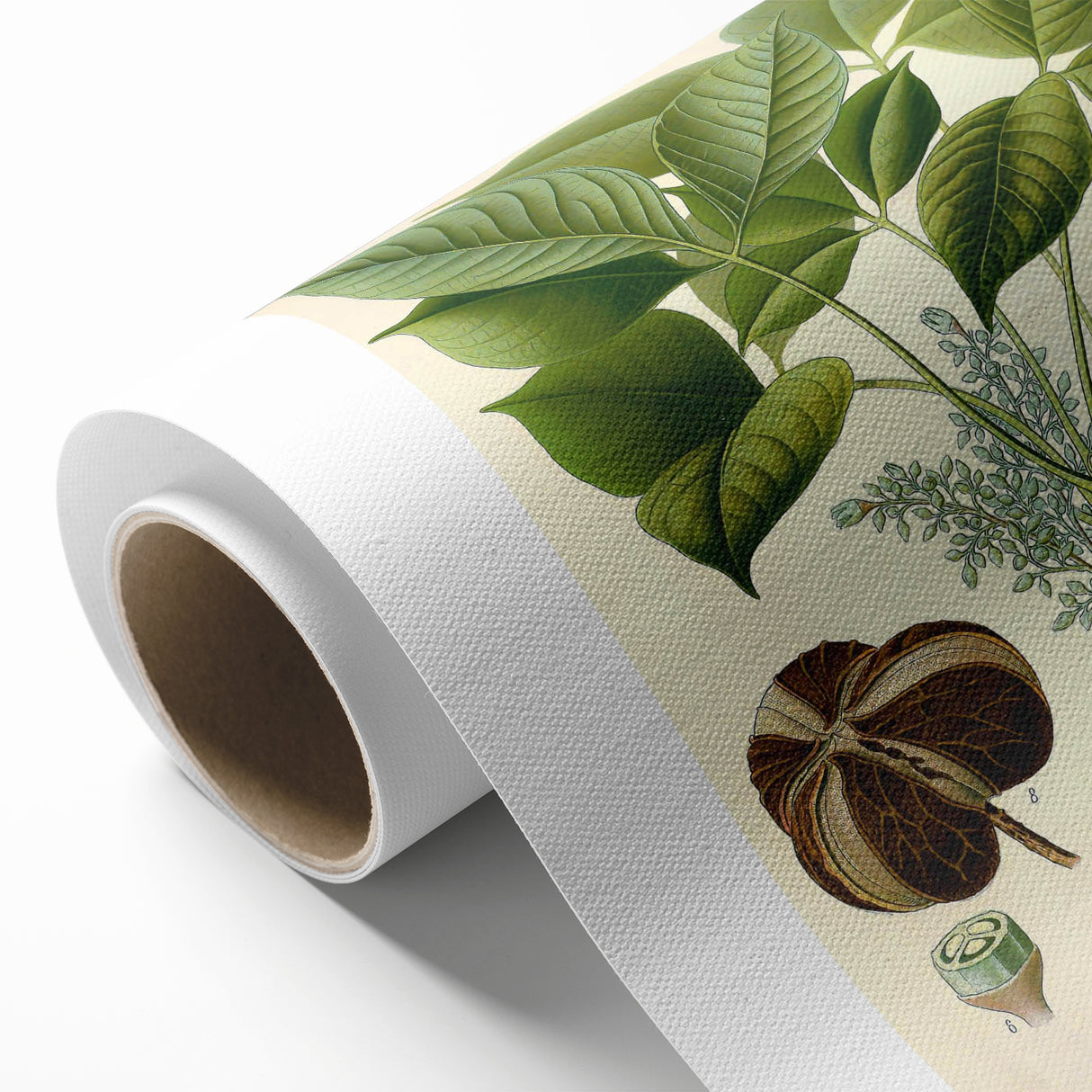 Vintage Botanical Illustration Art – Hevea brasiliensis Rubber Tree Wall Art