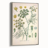 Vintage Botanical Illustration Art – Foeniculum capillaceum Fennel Wall Art