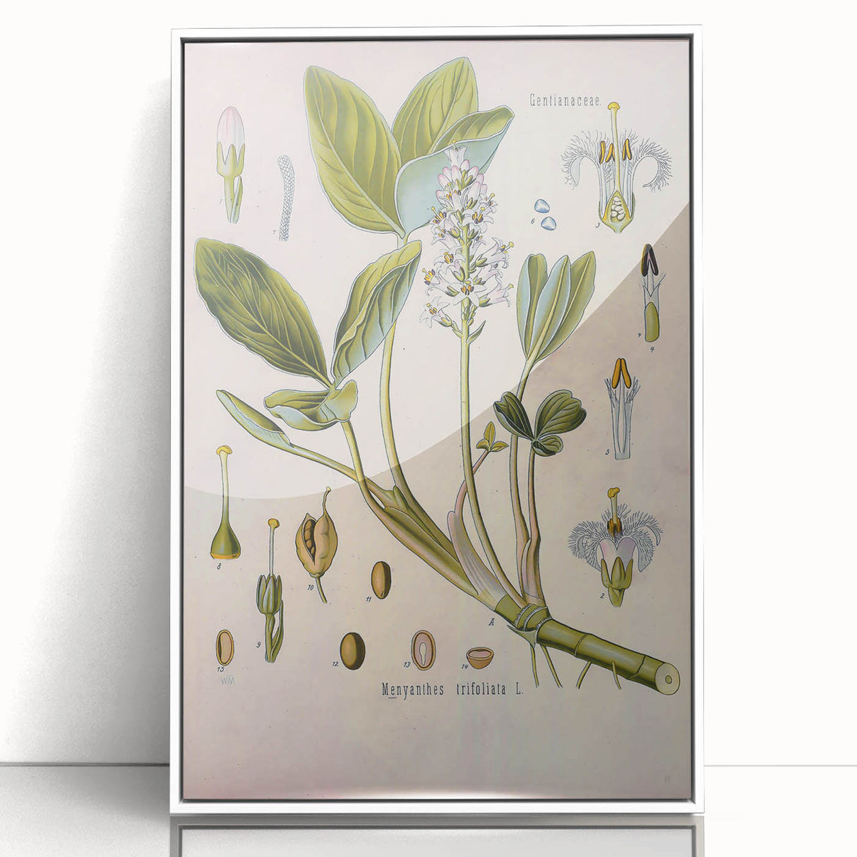 Botanical Art Prints – Vintage Botanical Illustration Art