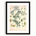 Botanical Art Prints – Vintage Herb Illustration Art