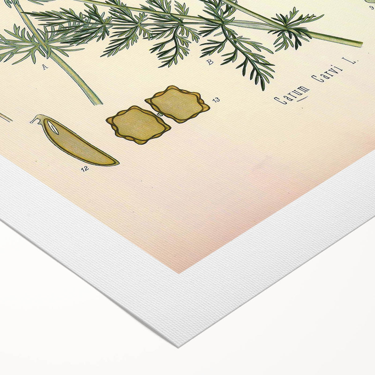 Botanical Art Prints – Vintage Herb Illustration Art