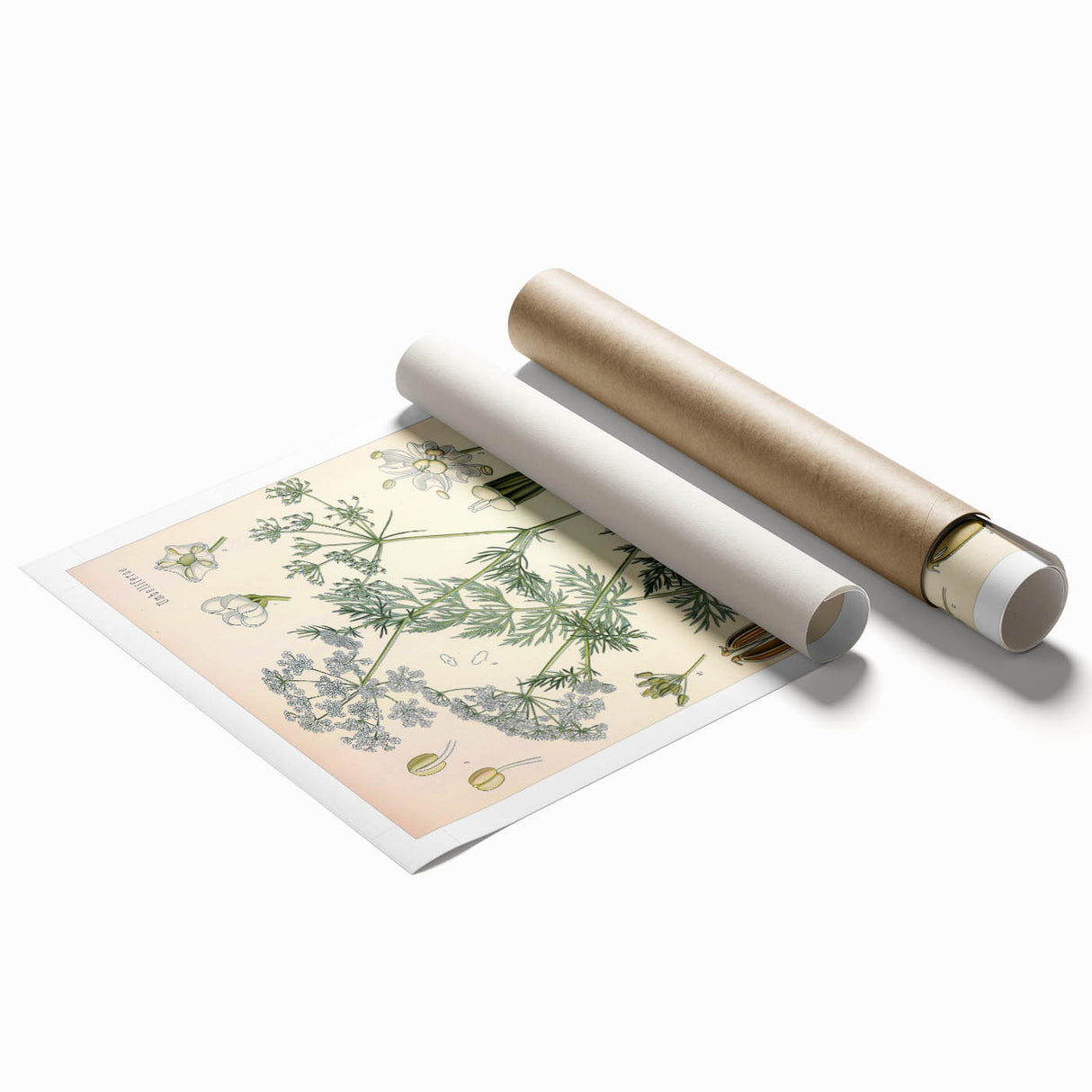 Botanical Art Prints – Vintage Herb Illustration Art