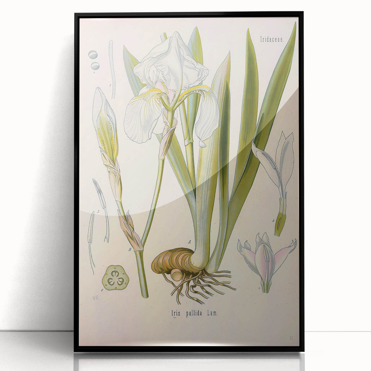 Botanical Art Prints – Vintage Iris Floral Illustration