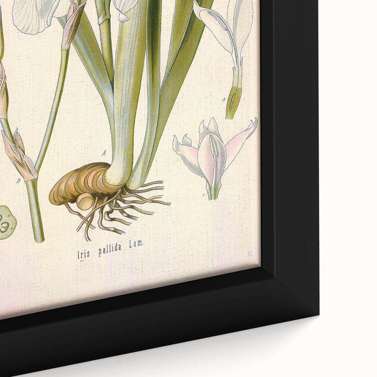 Botanical Art Prints – Vintage Iris Floral Illustration