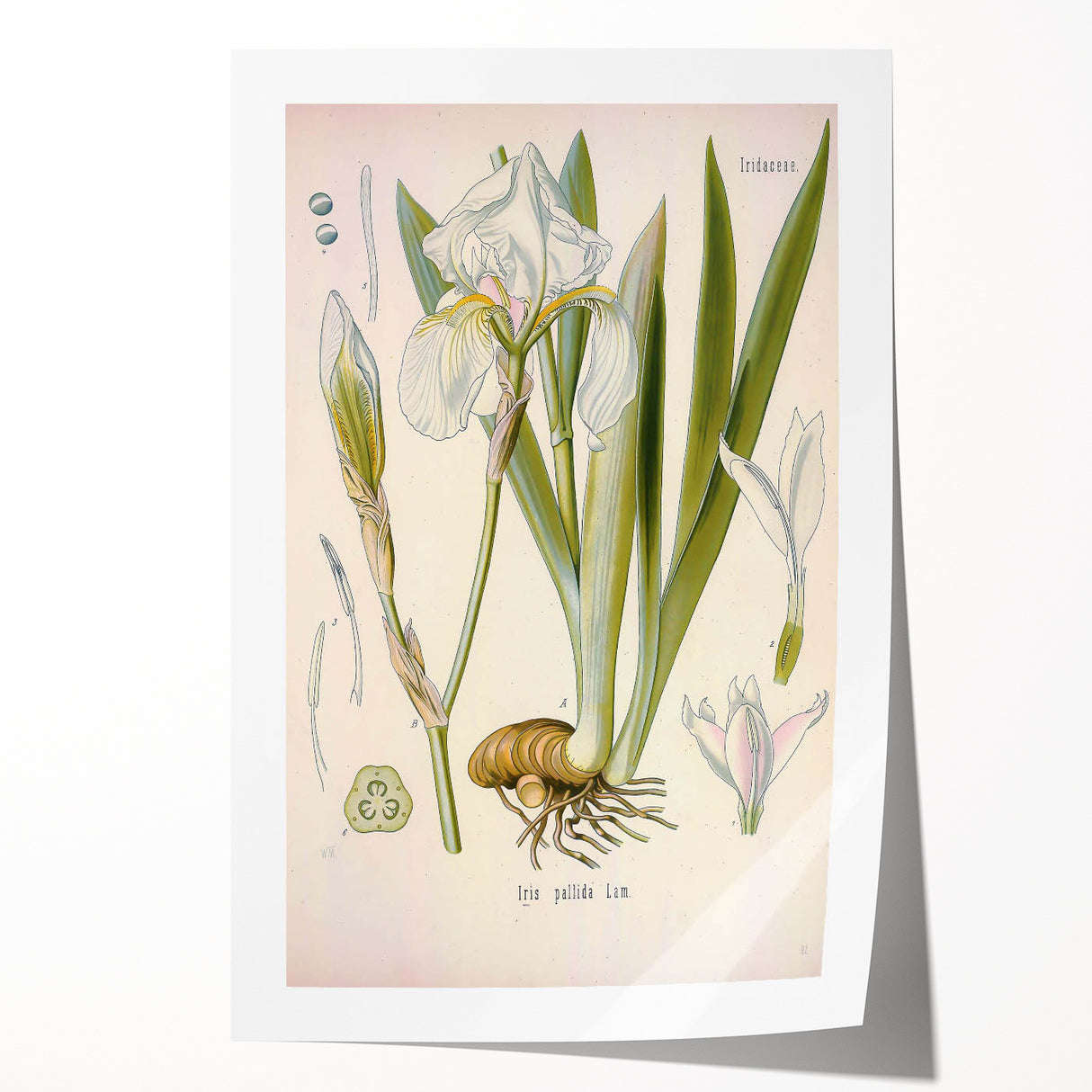 Botanical Art Prints – Vintage Iris Floral Illustration