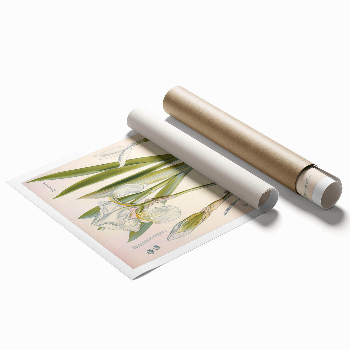 Botanical Art Prints – Vintage Iris Floral Illustration