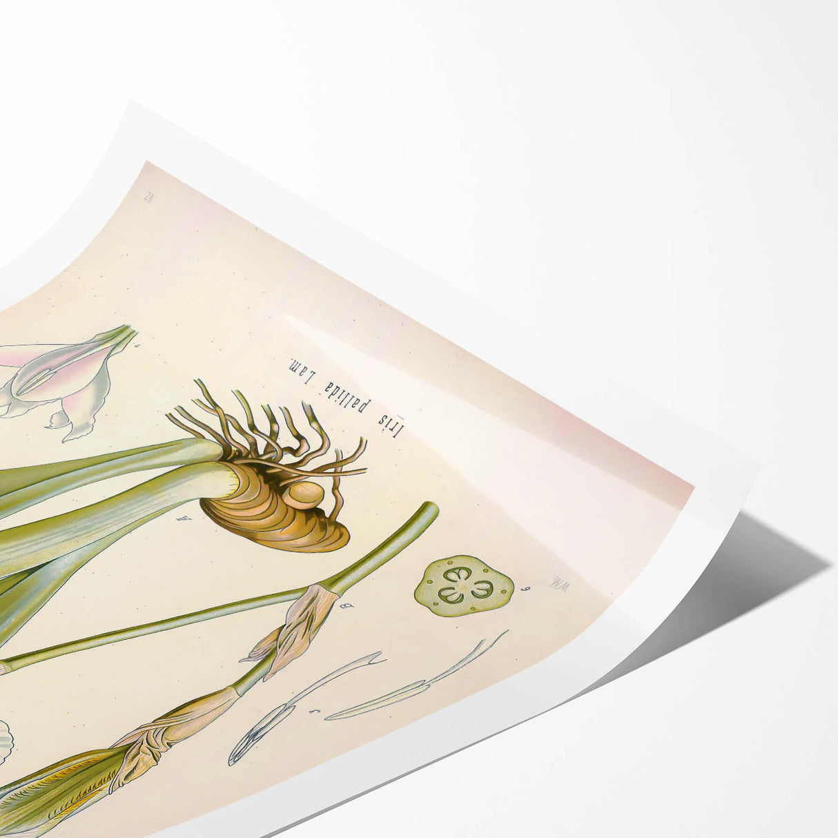 Botanical Art Prints – Vintage Iris Floral Illustration