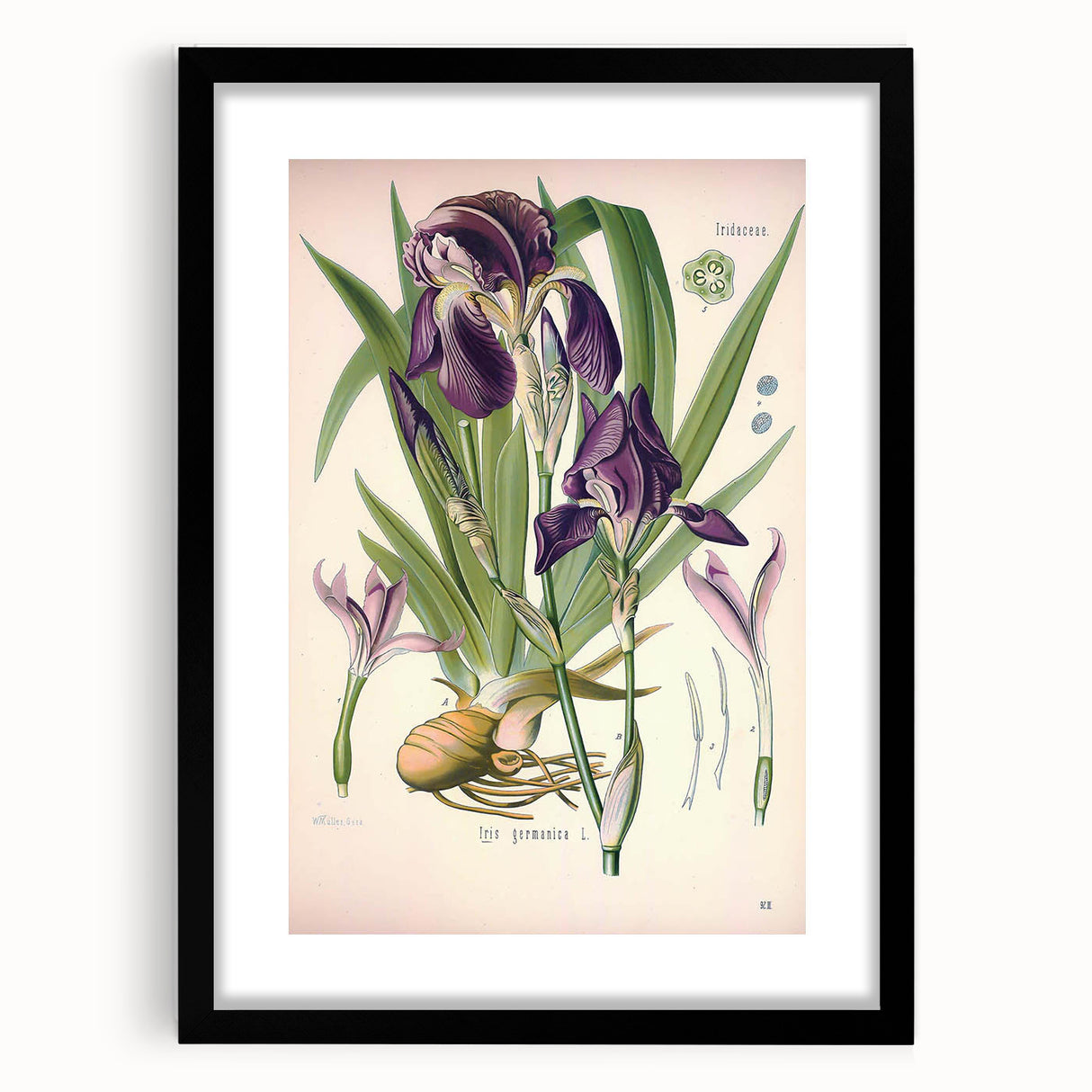Botanical Art Prints – Vintage Iris Floral Illustration
