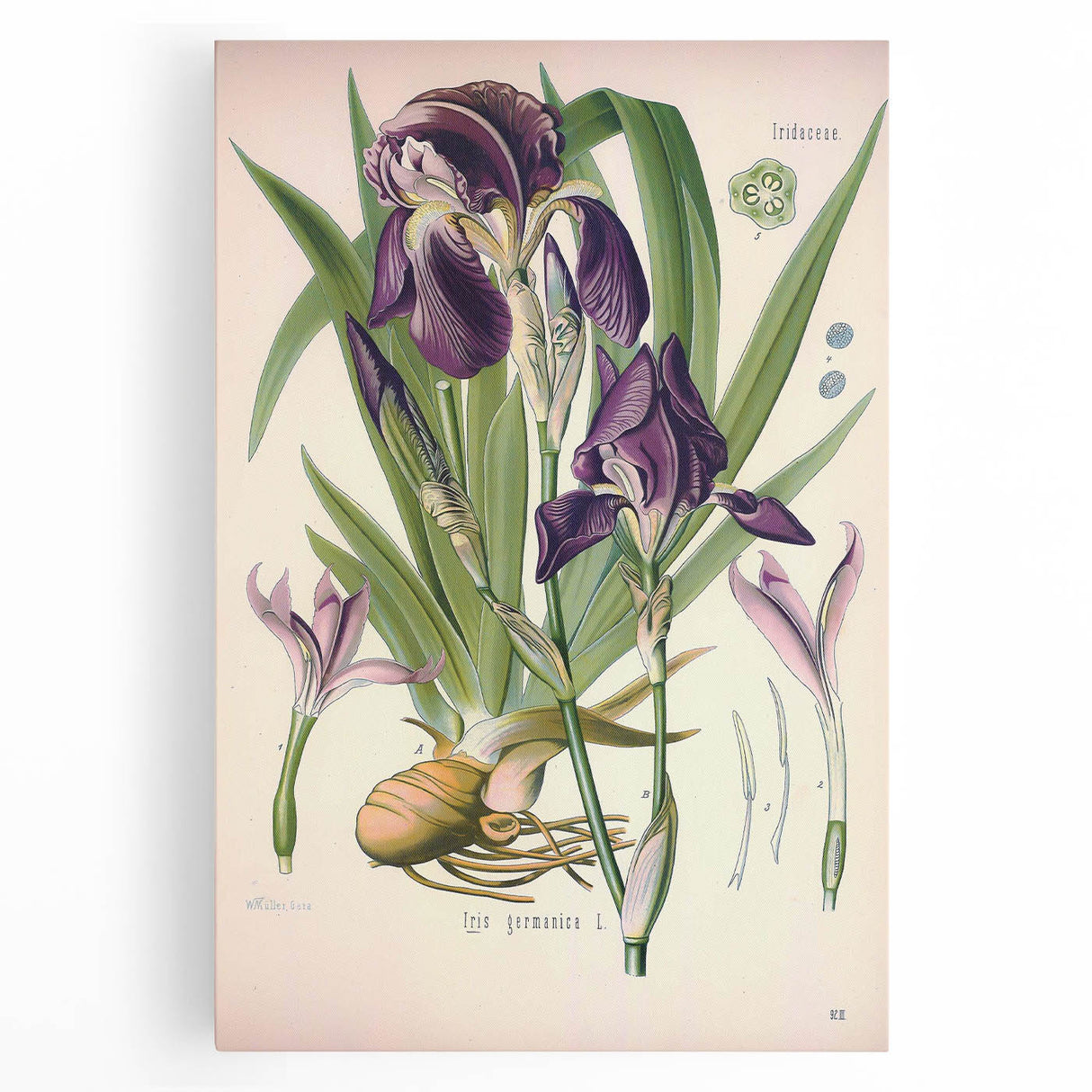 Botanical Art Prints – Vintage Iris Floral Illustration