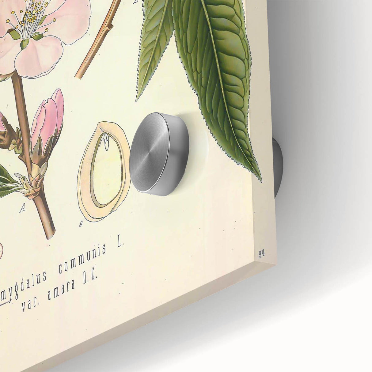 Botanical Art Prints – Vintage Almond Blossom Illustration
