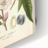 Botanical Art Prints – Vintage Almond Blossom Illustration