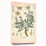 Vintage Botanical Illustration of Pyrethrum – Botanical Art