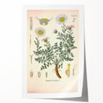 Vintage Botanical Illustration of Pyrethrum – Botanical Art