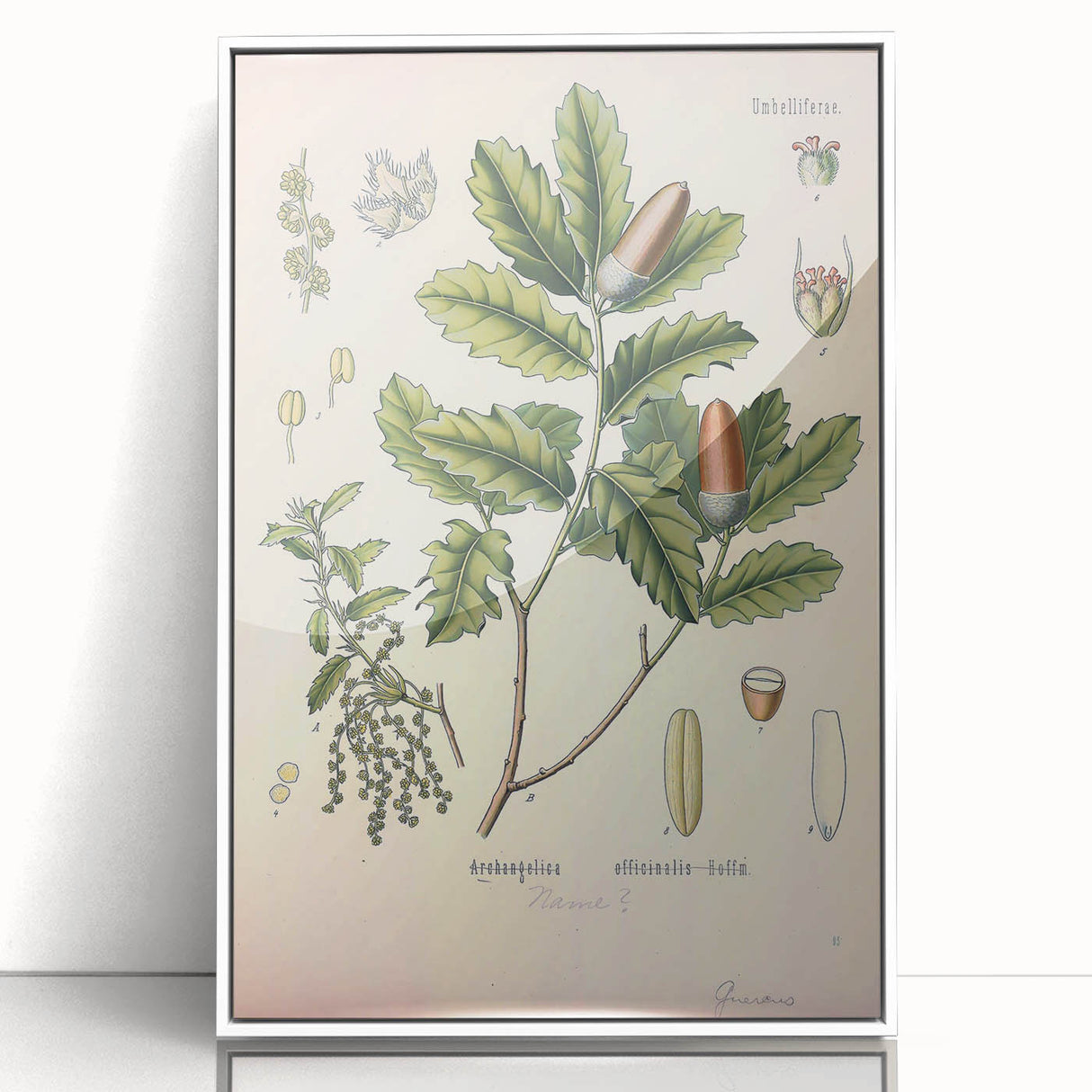 Botanical Art Prints – Vintage Angelica Herb Illustration