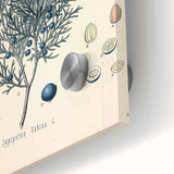 Botanical Art Prints – Vintage Juniper Herb Illustration