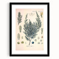 Botanical Art Prints – Vintage Juniper Herb Illustration