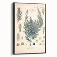 Botanical Art Prints – Vintage Juniper Herb Illustration