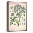 Botanical Art Prints – Vintage Angelica Herb Illustration