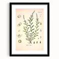 Botanical Art Prints – Vintage Polygala Herb Illustration