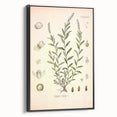 Botanical Art Prints – Vintage Polygala Herb Illustration
