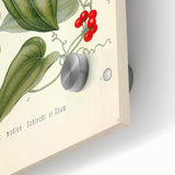 Botanical Art Prints – Vintage Smilax Herb Illustration