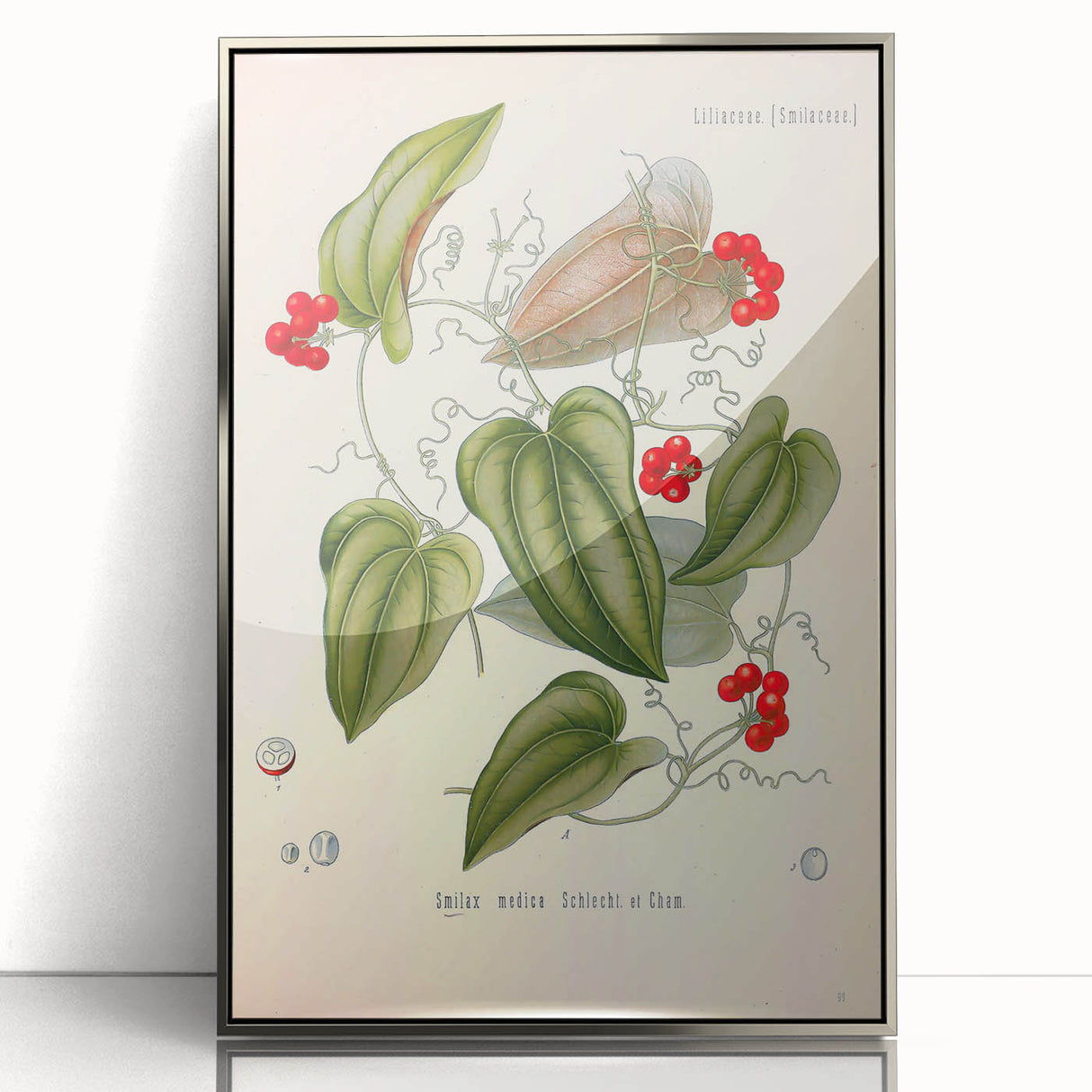 Botanical Art Prints – Vintage Smilax Herb Illustration