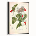 Botanical Art Prints – Vintage Smilax Herb Illustration